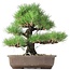 Pinus thunbergii, 37 cm, ± 35 anni