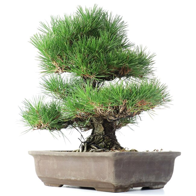 Pinus thunbergii, 37 cm, ± 35 jaar oud