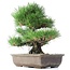 Pinus thunbergii, 37 cm, ± 35 anni