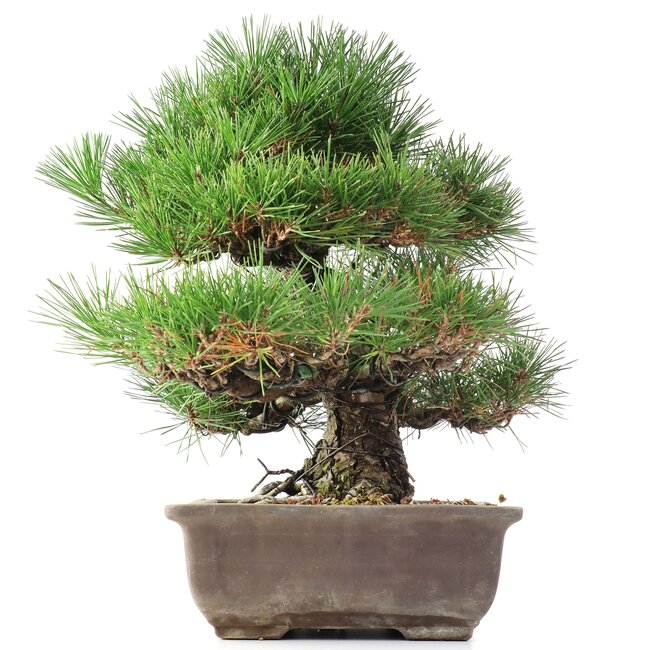 Pinus thunbergii, 37 cm, ± 35 ans