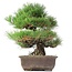 Pinus thunbergii, 37 cm, ± 35 Jahre alt