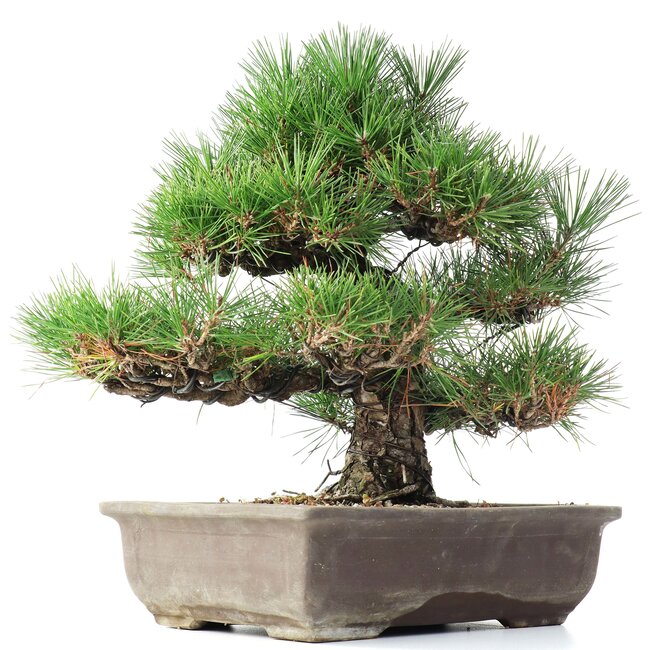 Pinus thunbergii, 37 cm, ± 35 Jahre alt