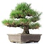 Pinus thunbergii, 37 cm, ± 35 anni