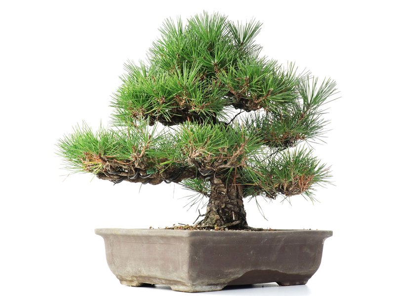 Pinus thunbergii, 37 cm, ± 35 jaar oud