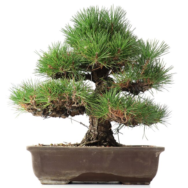 Pinus thunbergii, 37 cm, ± 35 años