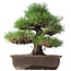 Pinus thunbergii, 37 cm, ± 35 anni