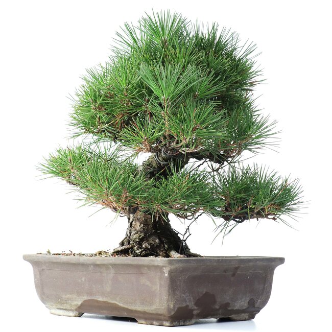 Pinus thunbergii, 37 cm, ± 35 years old