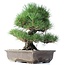 Pinus thunbergii, 37 cm, ± 35 años