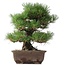 Pinus thunbergii, 37 cm, ± 35 anni