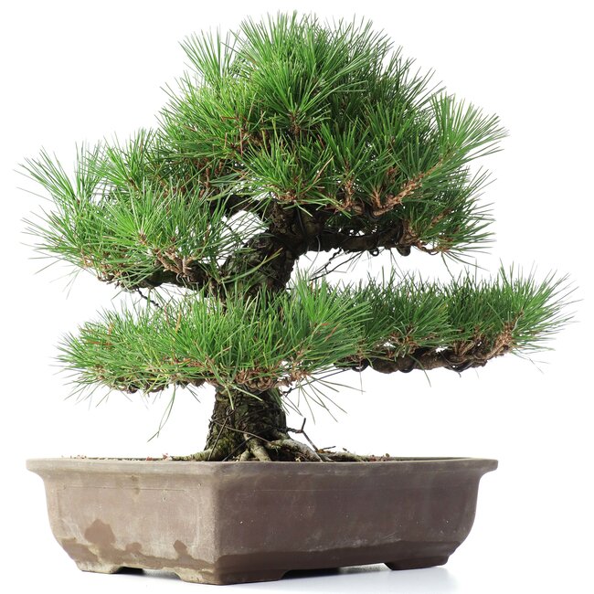 Pinus thunbergii, 37 cm, ± 35 ans
