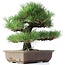 Pinus thunbergii, 37 cm, ± 35 anni