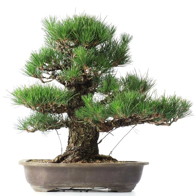 Pinus thunbergii, 47 cm, ± 35 Jahre alt