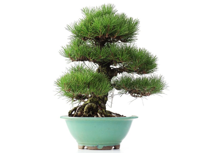 Pinus thunbergii, 45 cm, ± 35 years old
