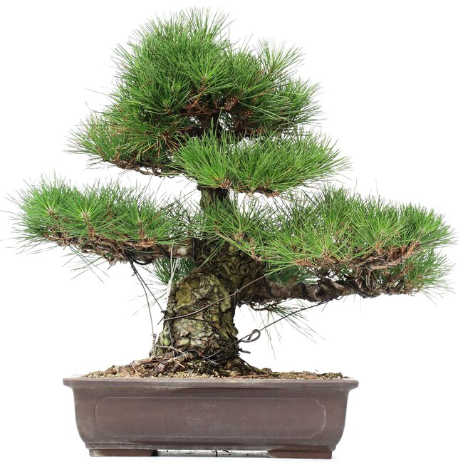 Pinus thunbergii, 47 cm, ± 35 years old