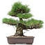 Pinus thunbergii, 47 cm, ± 35 anni