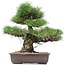 Pinus thunbergii, 47 cm, ± 35 jaar oud