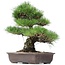 Pinus thunbergii, 47 cm, ± 35 anni