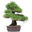 Pinus thunbergii, 47 cm, ± 35 jaar oud