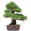 Pinus thunbergii, 47 cm, ± 35 Jahre alt