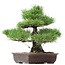 Pinus thunbergii, 47 cm, ± 35 anni