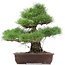 Pinus thunbergii, 47 cm, ± 35 anni