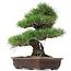 Pinus thunbergii, 47 cm, ± 35 anni