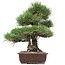 Pinus thunbergii, 47 cm, ± 35 jaar oud