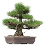 Pinus thunbergii, 47 cm, ± 35 anni