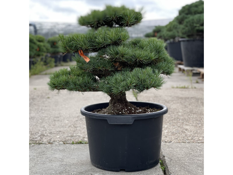 Pinus parviflora, 53 cm, ± 35 jaar oud