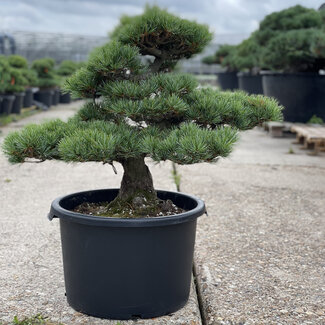 Pinus parviflora, 58 cm, ± 35 years old