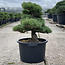 Pinus parviflora, 58 cm, ± 35 anni
