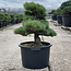 Pinus parviflora, 58 cm, ± 35 jaar oud