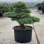 Pinus parviflora, 58 cm, ± 35 anni