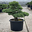Pinus parviflora, 58 cm, ± 35 Jahre alt