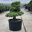 Pinus parviflora, 58 cm, ± 35 jaar oud