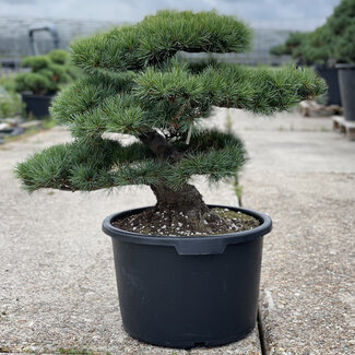 Pinus parviflora, 56 cm, ± 35 years old