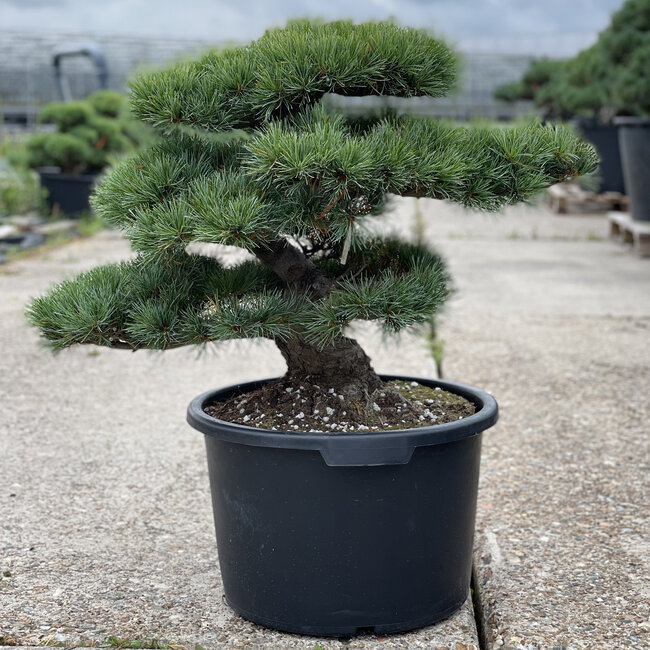 Pinus parviflora, 56 cm, ± 35 años
