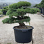 Pinus parviflora, 56 cm, ± 35 ans