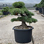 Pinus parviflora, 56 cm, ± 35 ans