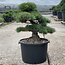 Pinus parviflora, 56 cm, ± 35 jaar oud