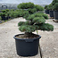 Pinus parviflora, 56 cm, ± 35 anni