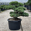 Pinus parviflora, 56 cm, ± 35 years old