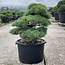 Pinus parviflora, 56 cm, ± 35 ans