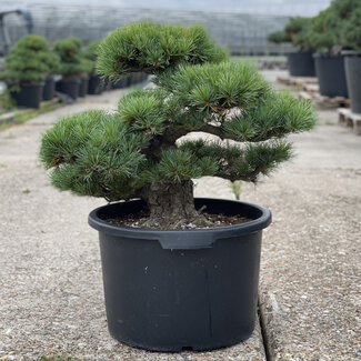 Pinus parviflora, 49 cm, ± 35 años