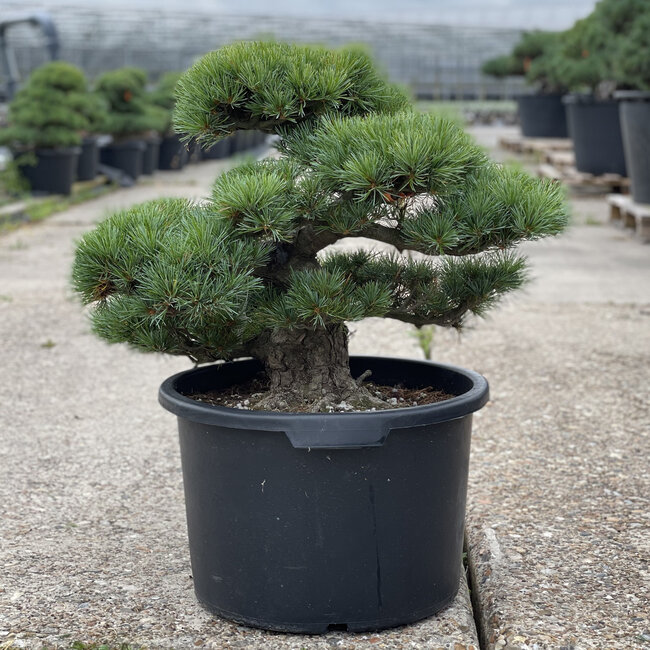 Pinus parviflora, 49 cm, ± 35 anni