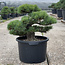 Pinus parviflora, 49 cm, ± 35 jaar oud