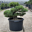 Pinus parviflora, 49 cm, ± 35 years old