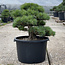 Pinus parviflora, 49 cm, ± 35 años