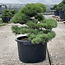 Pinus parviflora, 49 cm, ± 35 años