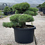 Pinus parviflora, 49 cm, ± 35 ans